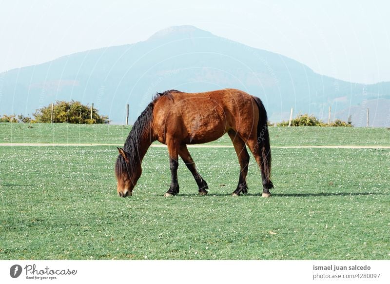 schöne braune Pferd Porträt weiden auf der Wiese Tier wild Kopf Auge Ohren Behaarung Natur niedlich Schönheit elegant wildes Leben Tierwelt ländlich Bauernhof