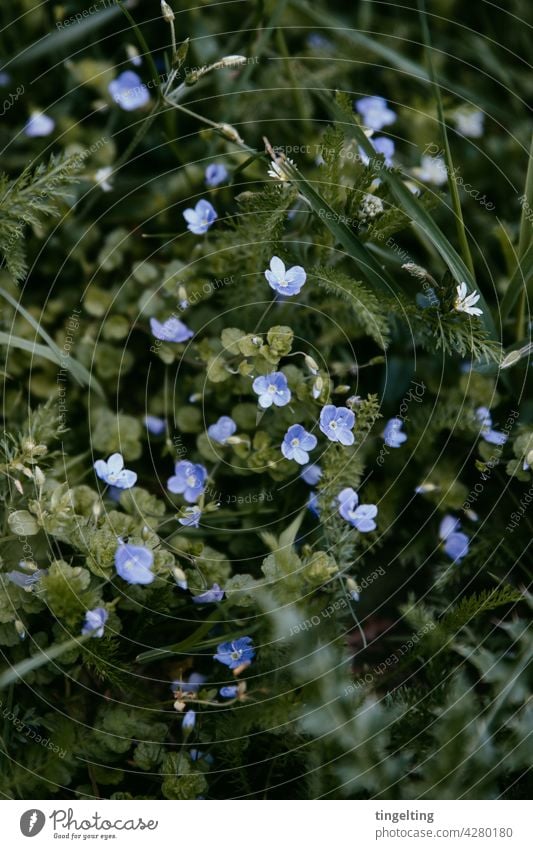 Wilde Wiese mit lila Blüten Blütenknospen blühen blume Naturschutzgebiet garten grün filigran fein Muster klein viele hintergrund blüte pflanze nah punkte wild