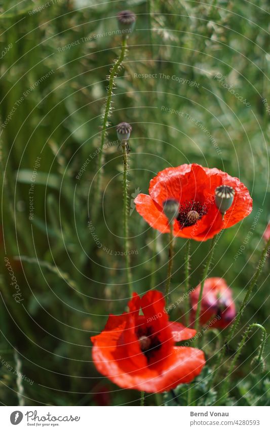 Klatschmohn Mohn Blume Blüte Frühling rot grün Garten leuchtende Farben Glanz Unschärfe Bokeh schön frisch Leben aufstrebend Wind Sonnenlicht Wärme Natur Sommer