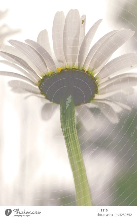 Margerite von unten Margeriten Korbblütler Wildblume Leucanthemum Blüte Stengel Gegenlicht Wiesenblume Schnittblume weiße Blütenblätter Bienenweide Sommer