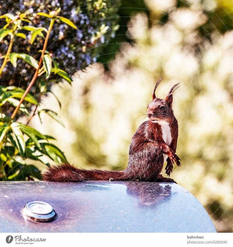 lässig Frechdachs Nagetiere Natur Fell Wildtier lustig klein frech Grill Garten Eichhörnchen beobachten Neugier Außenaufnahme Menschenleer niedlich Farbfoto