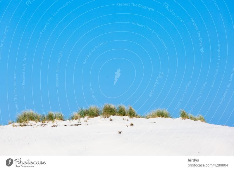 Düne mit Dünengras vor strahlen blauem Himmel Sand Stranddüne blauer Himmel Sommer Natur weißer Sand Wolkenloser Himmel warm Schönes Wetter