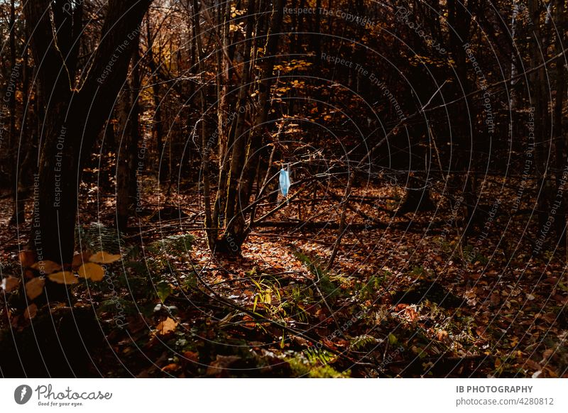 Hinterlassenschaften einer Pandemie im Wald Maske Maskenpflicht covid-19 COVID Waldboden waldgebiet Waldspaziergang pandemie Pandemie-Krise Schutz COVID-19