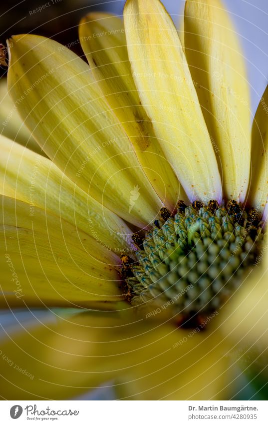 Das Kapkörbchen (Osteospermum ecklonis) ist eine beliebte Zierpflanze Kapaster aus Südafrika Korbblütler violett Blütenstand Asteraceae Compositae gelb