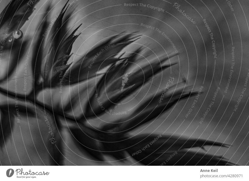 Gräser Makroaufnahme schwarz weiss Gräser im Licht Schwarzweißfoto Unschärfe Natur Außenaufnahme Wiese Pflanze natürlich Menschenleer Wildpflanze Nahaufnahme