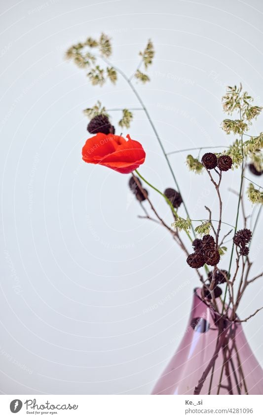 Mohnblume mit Gräsern und Zapfen in lilaner Glasvase Blickfang einzeln Naturliebe moody detail Schönheit in der Natur Muster Blume Frühling Frühlingsblume