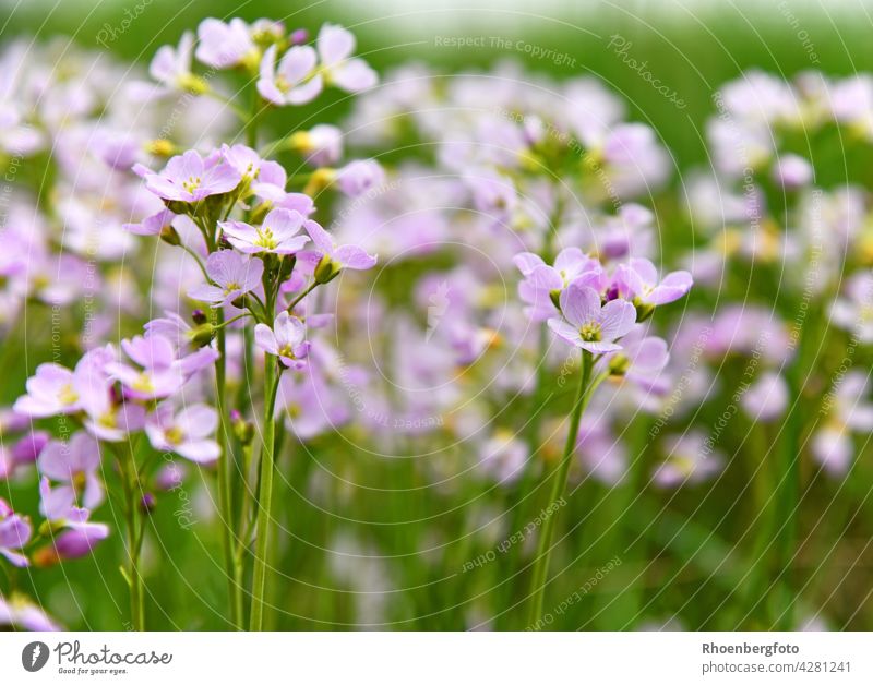 Blühendes Wiesen-Schaumkraut auf einer großen Wiese wiesen-schaumkraut cardamine pratensis schaumkräuter jni mai blüte blühen jahreszeit natur landschaft blume