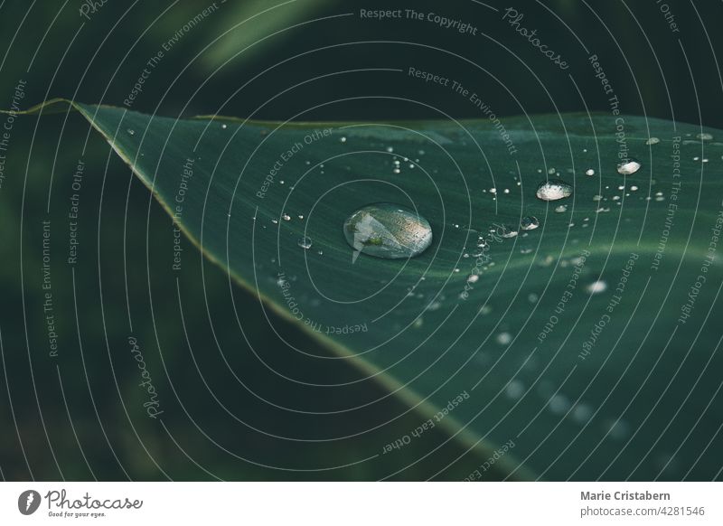 Nahaufnahme von Wassertropfen auf einem grünen Blatt dunkel Dunkelheit umgebungsbedingt Konzept Klima niemand Botanik Harmonie frisch Reinheit Regentropfen