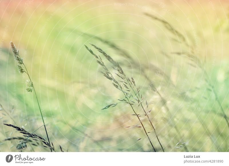 Gräser im Abendlicht, Frühsommer Rispen Halme zart Gras Ähren schön hell leuchtend grün gold Frühling Natur natürlich Wiese Licht Stengel