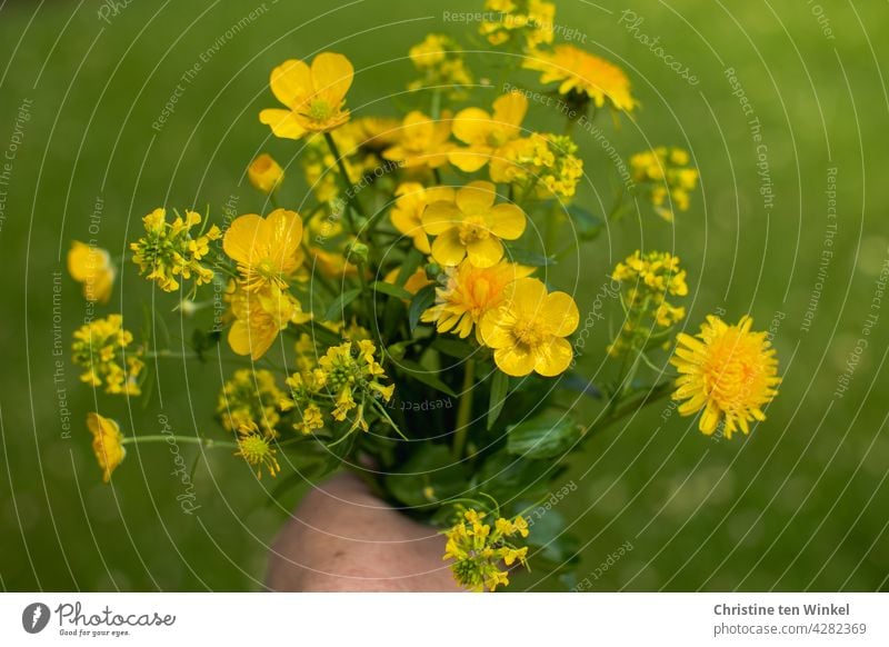 Gelber Wildblumenstrauß mit Löwenzahn, Butterblume und Raps vor grünem Hintergrund Blumenstrauß gelb Hand halten hübsch blühend selbstgepflückt Natur Sommer