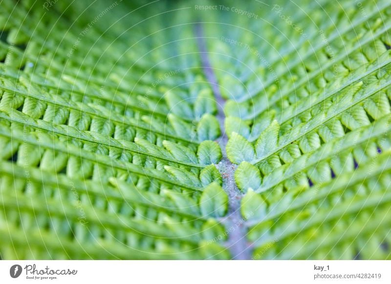 Farnblatt in Nahaufnahme Natur grün Grünpflanze Garten Gartenpflanzen Pflanze Farbfoto Außenaufnahme Umwelt Schwache Tiefenschärfe Detailaufnahme Tag Wald