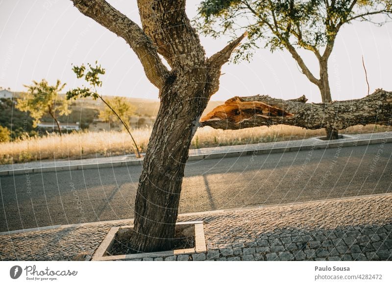 Gebrochener Baum gebrochen Baumstamm Umwelt Baumrinde Tag Natur Außenaufnahme Holz Menschenleer Pflanze Farbfoto Ast Rinde Wachstum Wetter schlechtes Wetter