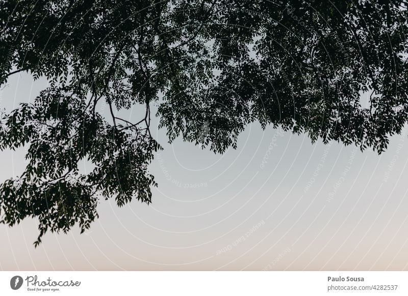 Baum gegen den Himmel Baumstamm Kofferraum Baumkrone Ast Natur Blatt Zweig Wachstum Pflanze grün Baumrinde Wald Umwelt Frühling verzweigt Licht Blattgrün