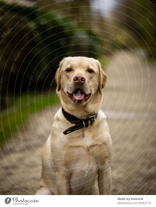 Golden Labrador Retriever Portrait auf einem Schottwerg vor dichten Büschen Hund Hundeblick Hundeportrait Tier Haustier Tierporträt Außenaufnahme Natur Glück