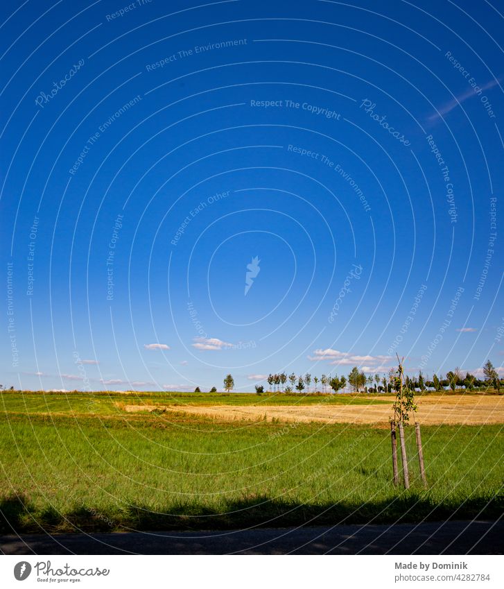 Sommer Tag mit blauem Himmel vor grüner Wiese mit einem kleinen Baum im Vordergrund Baumstamm Grün Blau Blatt Ast Baumrinde Herbst Frühling Farbfoto braun