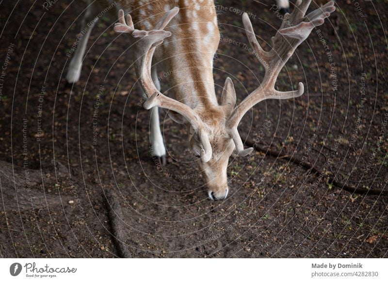 Dammwild in der Natur Wildtier Wildtierfotografie dammwild Reh Farbfoto Tier Außenaufnahme Säugetier Tierporträt Wiese Hirsche Tag grün braun Horn Wald Gras