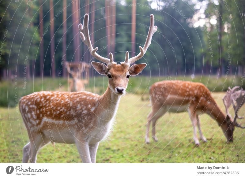 Dammwild in der Natur Wildtier Wildtierfotografie dammwild Reh Farbfoto Tier Außenaufnahme Säugetier Tierporträt Wiese Hirsche Tag grün braun Horn Wald Gras