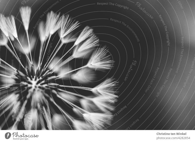 Pusteblume schwarz/weiß, monochrome Löwenzahn Taraxacum Pflanze Natur Schwarzweißfoto Löwenzahnsamen Makroaufnahme schirmchen verblüht Vergänglichkeit Samen