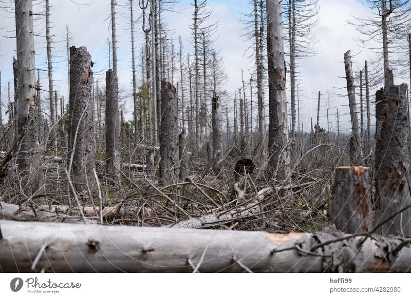 Baumsterben Borkenkäfer borkenkäferbefall Nadelwald Monokultur Wald Natur Umwelt Waldsterben Klimawandel Baumstamm Forstwirtschaft Holz Abholzung Totholz