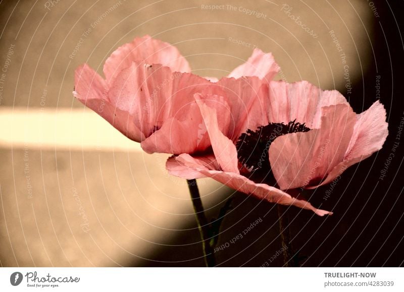 Zwei mächtige, offenherzige rosa Mohn Blüten behaupten sich am Straßenrand im Schatten eines Hauses; die Straße und ein weisser Markierungsstreifen werden teilweise noch von der Abendsonne beleuchtet