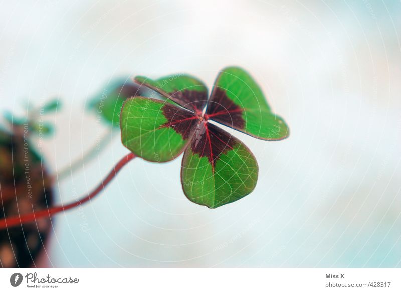 Glück in der Liebe Pflanze Blatt Wachstum grün Stimmung Klee Kleeblatt vierblättrig Glücksbringer Symbole & Metaphern Farbfoto mehrfarbig Nahaufnahme