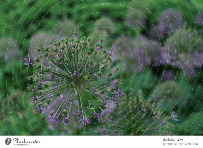 Zierlauch (Allium) in einem Park nach der vollen Blüte mit Resten der lilafarbenen Blütenblätter ZIerlauch Garten Lauch Blume verblühend Pflanze violett