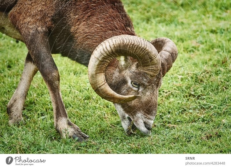 Widder im Gras Tier Haustier Hausschafe domestizierte Schafe ausgeglichen Mutterschaf Landwirtschaft Fauna Futterplatz Feld Grasland weiden Weidenutzung Kräuter