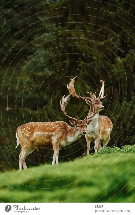 Rehe in der Nähe des Waldes Holzrand Waldrand Waldgebiet Tier Geweih Horn Artiodaktylus Achse Achse Achsenhirsch Zervidae Zervus elaphus mit Knackpunkt