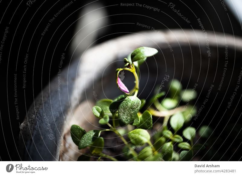 Makro Nahaufnahme von Thymian Pflanze in rustikalen Topf mit rosa Unterseite auf Blatt Thymus vulgaris Thymusdrüse Lamiaceae Kraut Gemeiner Thymian