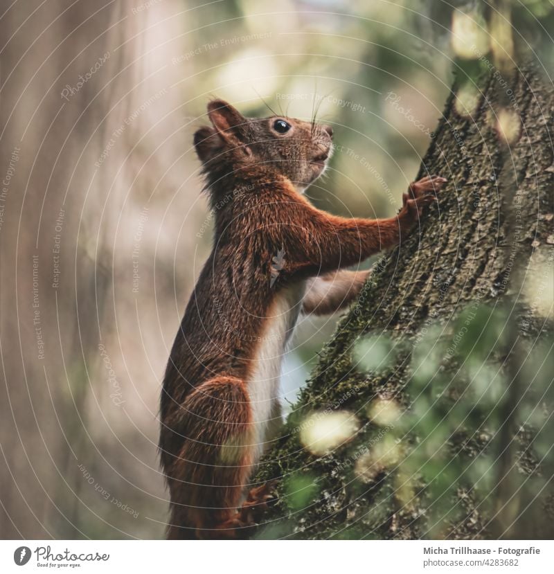 Eichhörnchen klettert am Baumstamm Sciurus vulgaris Tierporträt Tiergesicht Kopf Augen Ohr Nase Maul Pfoten Wildtier Schönes Wetter Sonnenschein Sonnenlicht