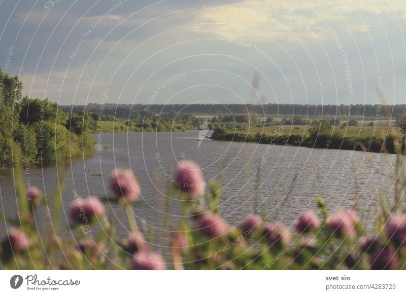 Eine Flussbiegung in grünen Wiesen unter einem bewölkten, sonnenbeschienenen Himmel. Unscharfe rosa Kleeblüten im Vordergrund. Fokus auf die Ferne. Sommerliche Naturlandschaft mit einem Fluss inmitten von Wiesen.