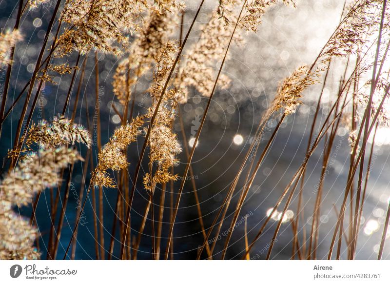 des Weihers Gold- und Silberglanz Teich Schilf Lichtreflexe Wasserpflanze See Reflexion & Spiegelung Glanz glitzern glänzend Bokeh silbern Schilfrohr golden