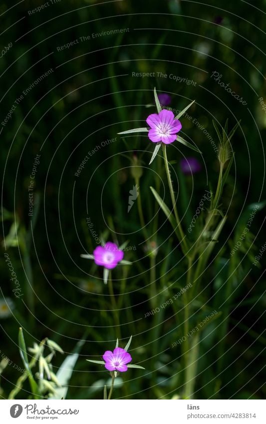 Blumen ins Licht strebend dunkel Kreta Wildpflanze Sommer Wiese Blühend Natur grün Außenaufnahme Blüte Menschenleer natürlich Farbfoto Wachstum Wiesenblume