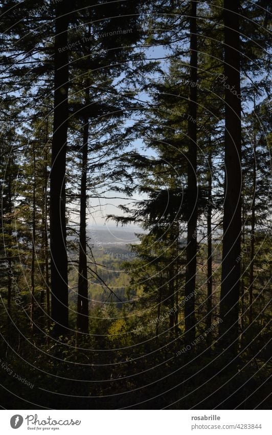 weit weg | Blick in die Ferne zwischen dunklen Bäumen hindurch Landschaft Tal Berg Wald dunkel Schwarzwald Gebirge Hügel Weite schauen Überblick Natur Sommer