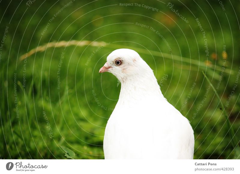 Ziertäubchen Natur Pflanze Tier Gras Haustier Nutztier Taube Tiergesicht 1 beobachten ästhetisch elegant nah schön grün weiß Frieden Friedenstaube Reinheit