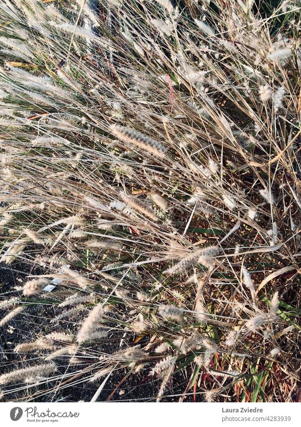 Trockenes Gras Nahaufnahme Sportrasen Pflanze Makro Makroaufnahme Natur Hintergrund Muster abstrakt Natur-Foto Naturfotografie frisch Wachstum natürlich Umwelt