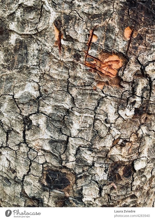 Rauher Baumstamm mit Schnitten Kofferraum Baumrinde Rinde Wald Holz Natur texturiert Textur braun Pflanze Holzstruktur texturierter Hintergrund natürlich alt