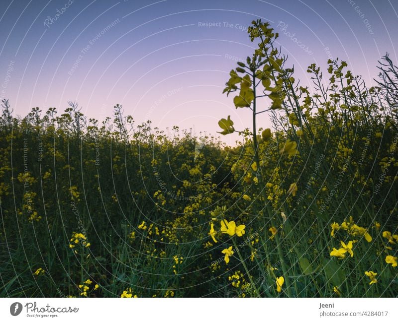 Mitten im Rapsfeld Rapsblüte Feld gelb grün Blüte blühen Pflanze Landwirtschaft Ackerbau Sommer Frühling