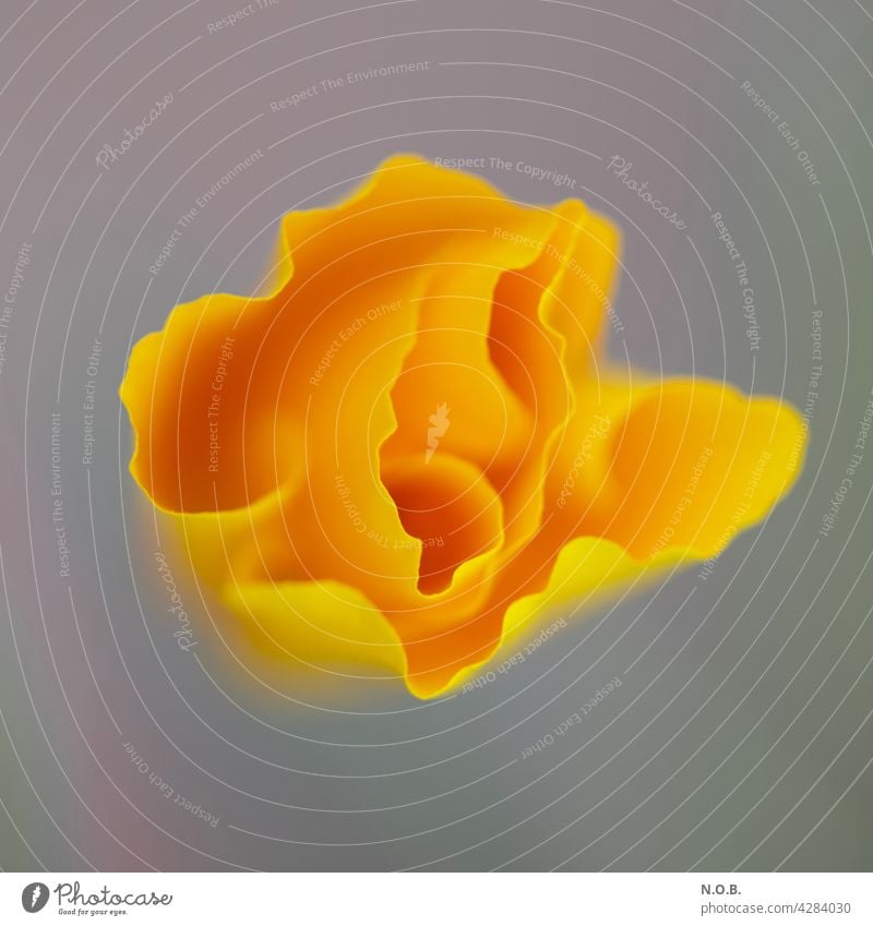 Goldmohnblüte von oben Blüte Schwache Tiefenschärfe Nahaufnahme Menschenleer Farbfoto Pflanze Blühend Detailaufnahme Makroaufnahme Außenaufnahme Blume Frühling