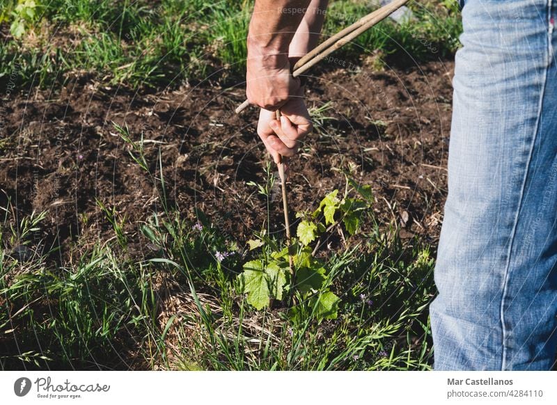 Landwirt beim Anbringen von Pfählen am jungen Weinberg. Platz zum Kopieren. Winzer Tutoren Stöcke Arbeiter Bepflanzung Pflanzen Pflege Bambus Bauernhof ländlich