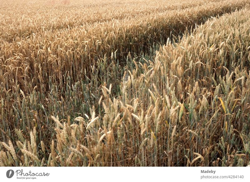 Schneisen in einem Getreidefeld im Sommer bei Sonnenschein in Oerlinghausen bei Bielefeld im Teutoburger Wald in Ostwestfalen-Lippe Weizen Feld Ernte Weizenfeld