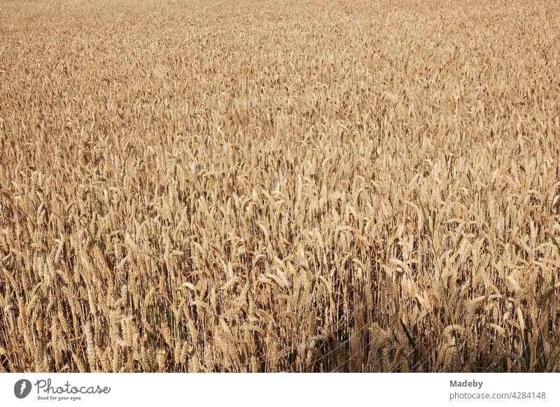 Großes Getreidefeld in sattem Beige im Sommer bei Sonnenschein in Oerlinghausen bei Bielefeld im Teutoburger Wald in Ostwestfalen-Lippe Weizen Weizenfeld