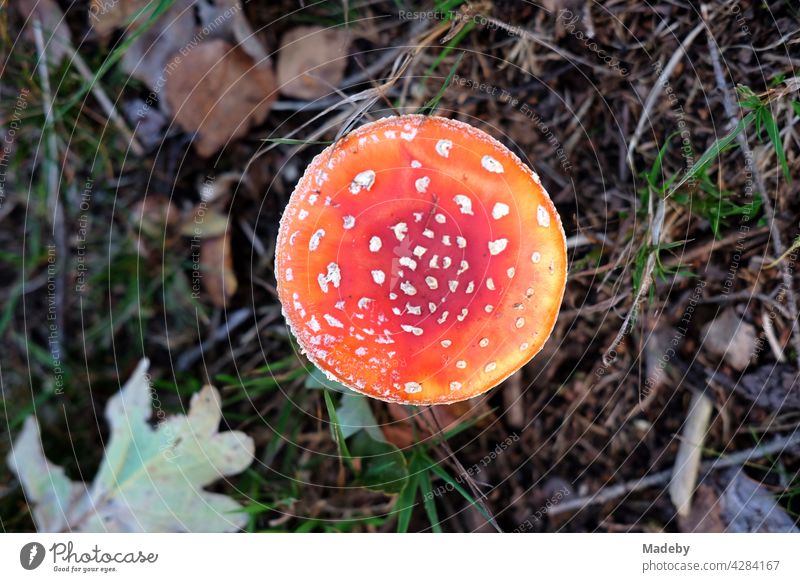 Leuchtend orangeroter Fliegenpilz oder Amanita muscaria im Unterholz des Teutoburger Wald in Oerlinghausen bei Bielefeld am Hermannsweg in Ostwestfalen-Lippe