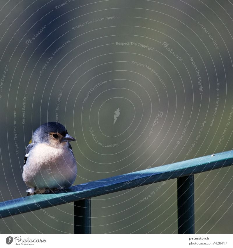 wann gibts was zu essen? Tier Geländer Wildtier Vogel Buchfink 1 Stahl beobachten sitzen frech klein niedlich schön Coolness Wachsamkeit Erwartung Farbfoto