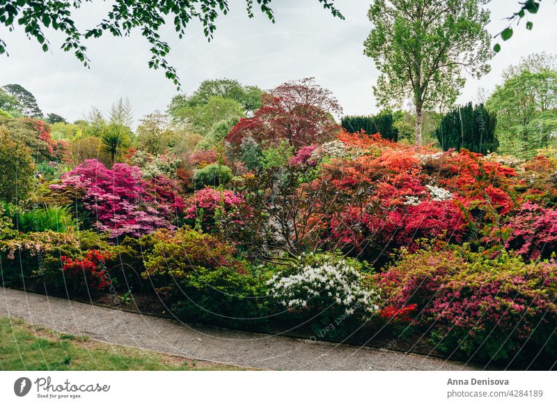 Schöner Garten mit blühenden Bäumen im Frühling Park Wales Goldregen Bogen rhododendron Pflanze Blume Munningham Natur Rhododendren rosa Blüte Blütezeit