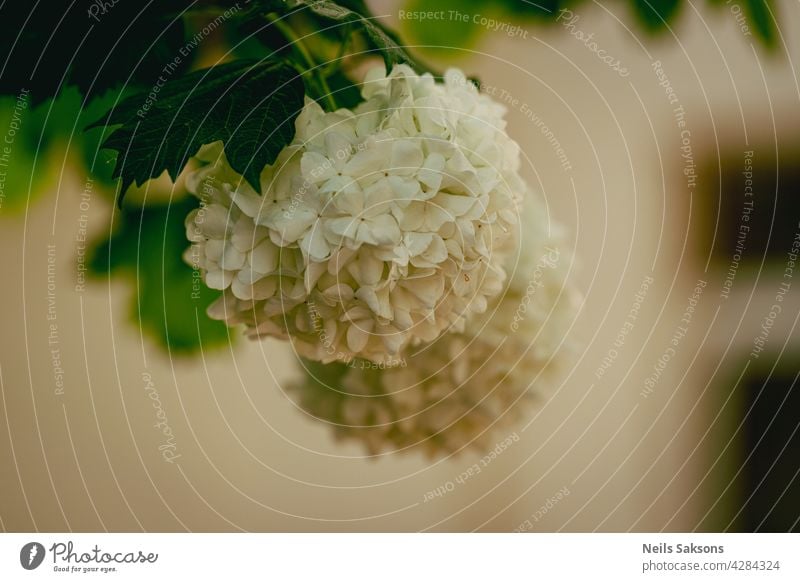 Viburnum opulus Roseum oder Schneeball blüht im Garten im Frühling Blume weiß roseum Ast Pflanze Nahaufnahme Überstrahlung Blatt Baum Blüte geblümt Blütezeit