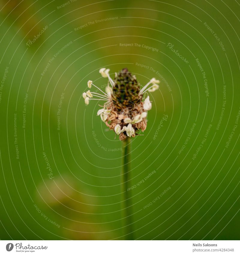 Blüte des Rauhen Wegerichs (Plantago media) greisenhaft Spitzwegerich Medien Pflanze Lebensraum Umwelt Schutz Natur Wiese Garten Gartenarbeit im Freien Botanik