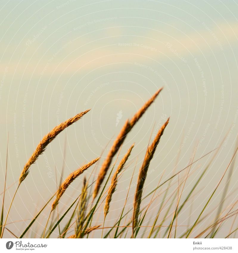 Dünengräser Sommer Sonne Insel Umwelt Natur Pflanze Sonnenaufgang Sonnenuntergang Sonnenlicht Schönes Wetter Gras Küste Nordsee Wachstum blau gold grün orange