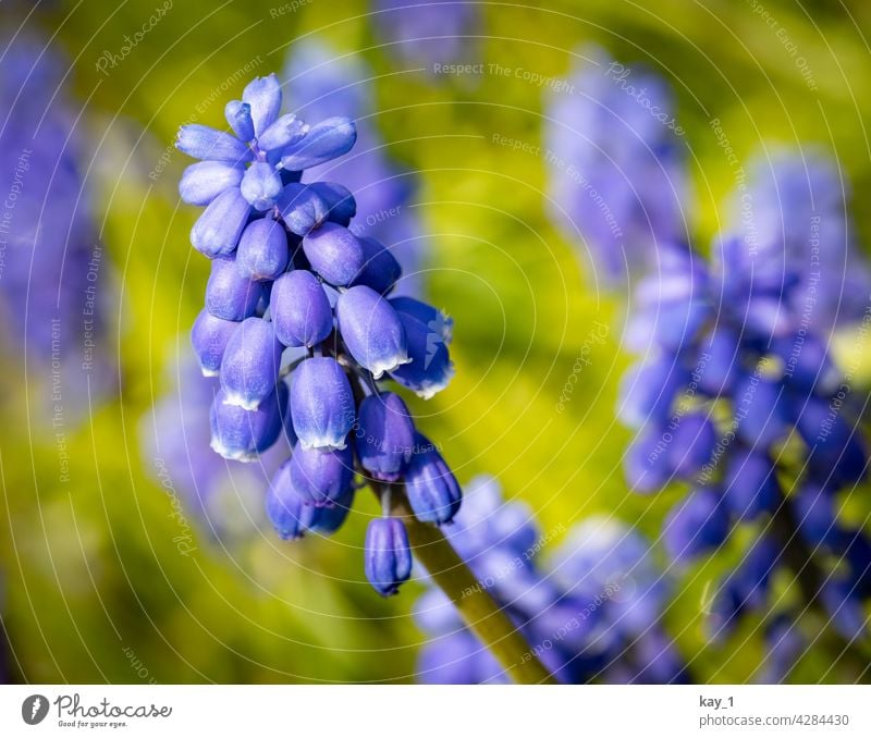 Blüte der Armenischen Traubenhyazinthe - Muscari armeniacum Pflanze Pflanzen blühende Blume Blühend Natur Unschärfe natürlich Tageslicht natürliches Licht