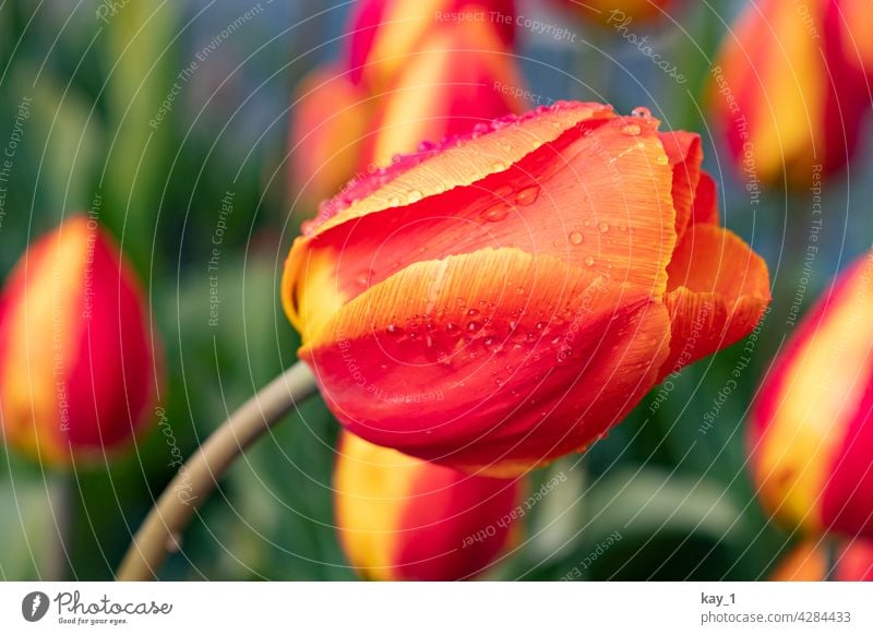 eine sich zur Seite neigende Tulpe im Tulpenbeet Tulpenblüte Tulpenfeld Frühling Frühlingsblume Frühlingsblumen Frühlingsgarten Blume Blüte Pflanze Natur